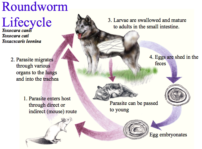 Roundworms in Pets | Morinville Veterinary Clinic & Animal ...