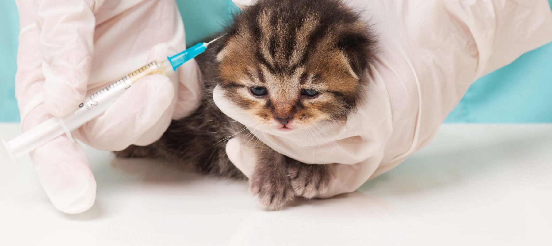 Kitten Vaccinations Scheduling Immunization Shots Morinville Vet Clinic