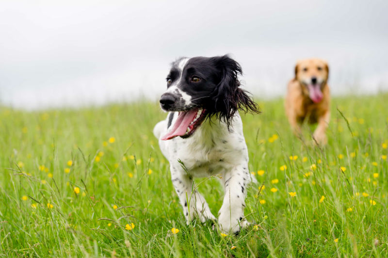 Do's and Don'ts at the Dog Park