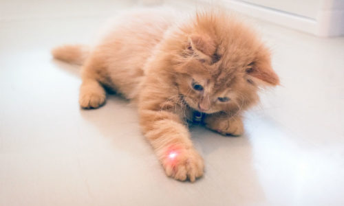 Cat playing with laser pointer