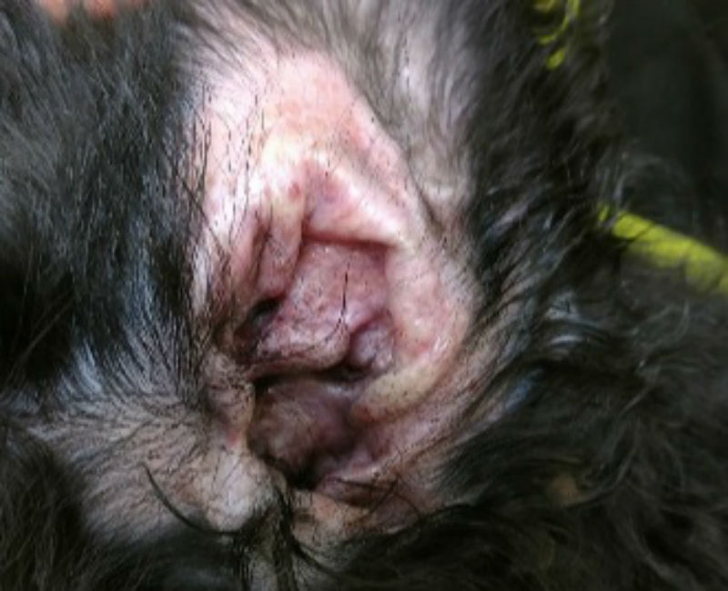 Ear Infection - Puppy Strangles