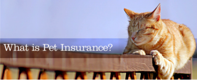 To Insure Your Pet or Not?